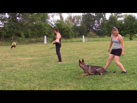 Chester z Jukasu - protection - 3 years 7/2017