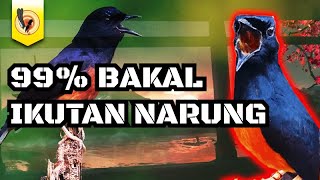 Download lagu SEKALI DENGAR AUTO IKUTAN GACOR | SUARA SIMULASI LOMBA MURAI BATU, SPARING BUAT MURAI MEDAN NGOCEH mp3