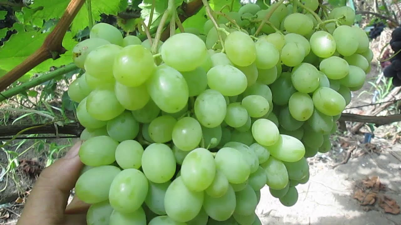 Виноград Айвенго