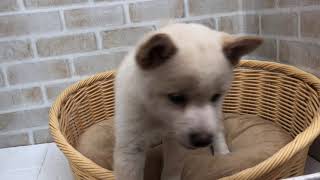 柴犬の動画01