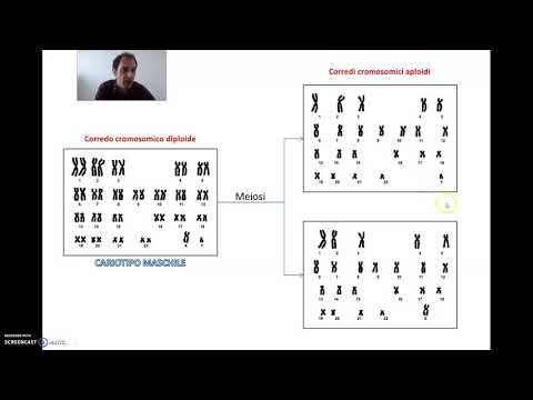I cromosomi, il cariotipo e il determinismo sessuale nell'uomo