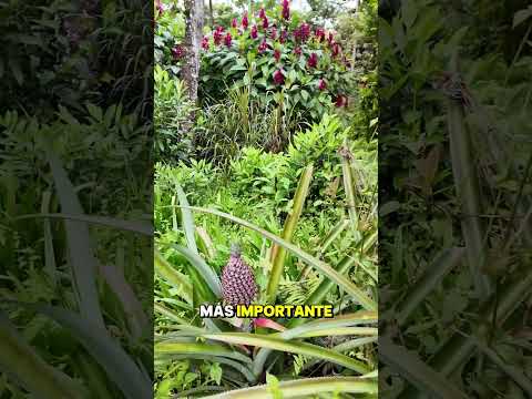 🌿 ¡SE VENDE HERMOSA FINCA DE 46.5 HECTÁREAS EN SUCÚA! 🌿