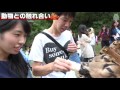 台湾の牧場でのんびり休日♪「飛牛牧場」Flying Cow Ranch in Taiwan