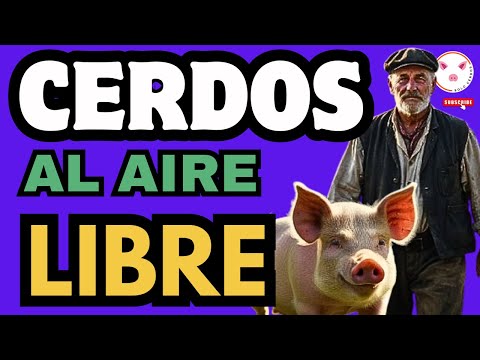 🐷 ¡Descubre Cómo CRIAR Cerdos al Aire Libre! 🌞🐽 ¡Guía Completa!
