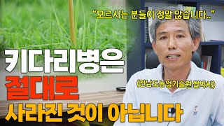 벼 농업인들은 필수 시청! 어디에서도 들을 수 없는 키다리병의 모든 것! (feat. 국내 최고 쌀 박사 전…