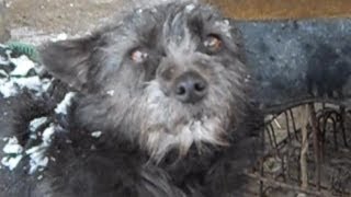 preview picture of video 'Doggy first time seeing snow'