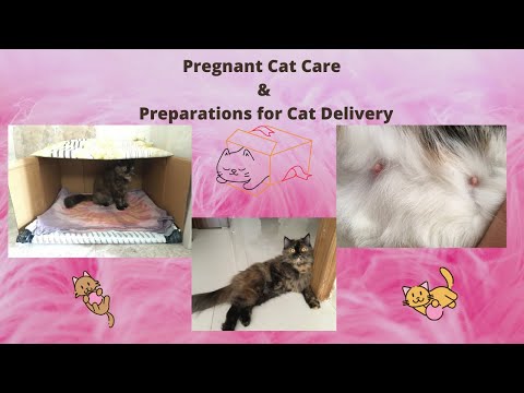 Signs of Cat pregnancy | Pregnant Cat Care | Preparations for Cat Delivery | PetInfoWorld