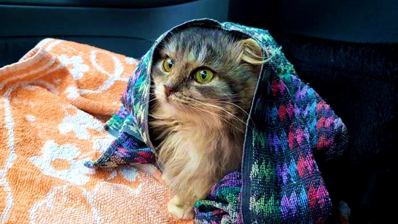 Man Stops His Car To Save Frozen Kitten Covered In Snow, And It Makes A Stunning Recovery