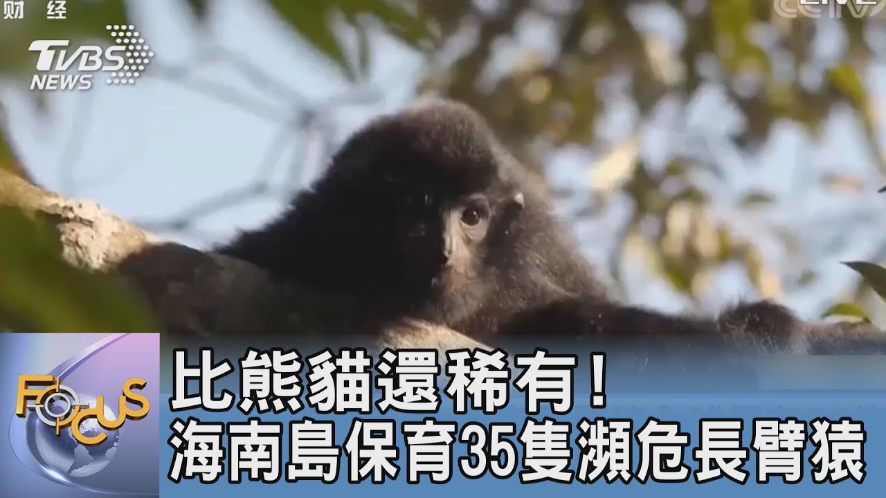 比熊貓還稀有!海南島保育35隻瀕危長臂猿