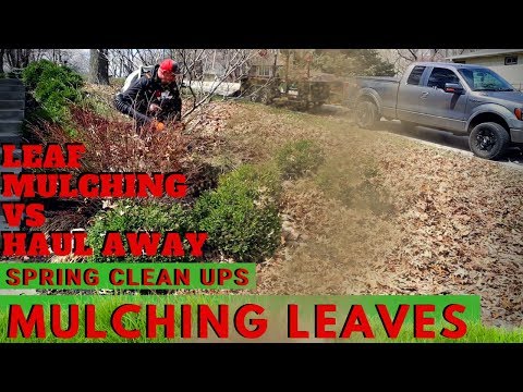 Spring Clean Ups with B&B Lawn Care | Mulching Leaves vs Leaf Removal