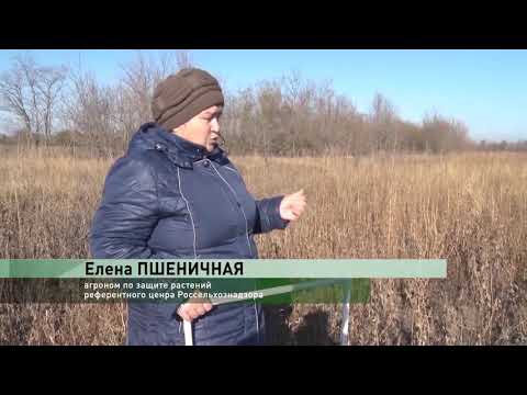 Рубрика Управления Россельхознадзора по Ростовской, Волгоградской и Астраханской областям и Республике Калмыкия: «Россельхознадзор сообщает»