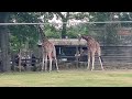 Giraffe At Knowsley Safari Park