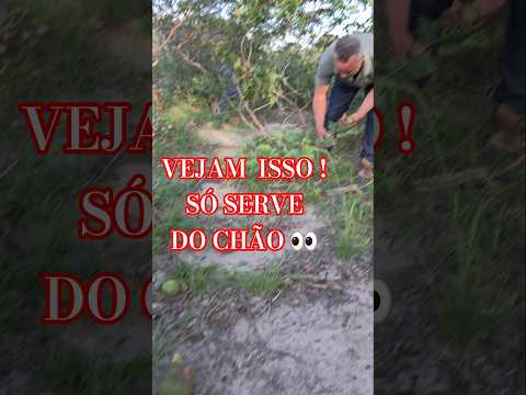 O PIQUIZEIRO DE ABUNDÂNCIA E CAETITE BAHIA #ststus #esports #vaqueiro #a #stores .