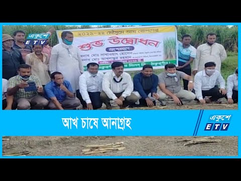 আখ চাষে আগ্রহ হারাচ্ছেন ঠাকুরগাঁওয়ের চাষীরা