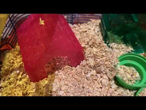 King name my hamster anything if you get this to you and you like in the comments