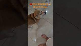 ??  다낭에  ㅋㅋ인천서 울 도순이~ 외할미 &할비 왔 ?!!?   #다낭여행 #도순이네다낭여행 #다낭자유…