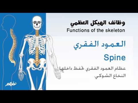 قطر: الصف الثالث الابتدائي - الهيكل العظمي The Skeleton