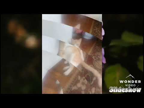 Garfield a devenit vedetă