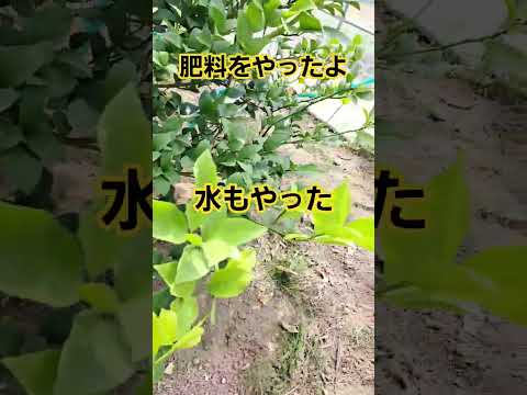 レモンに肥料をやったよ#日常を楽しく #農業