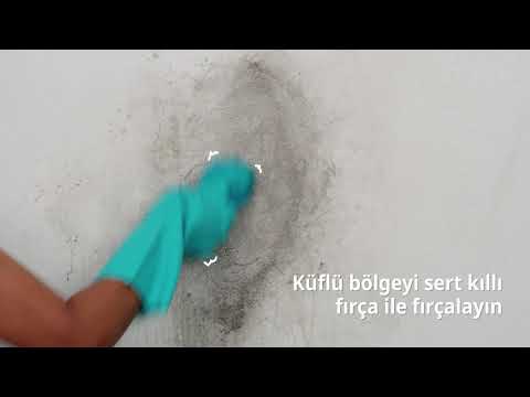 Duvardan küf ve rutubet lekesi nasıl temizlenir? | Cleanipedia
