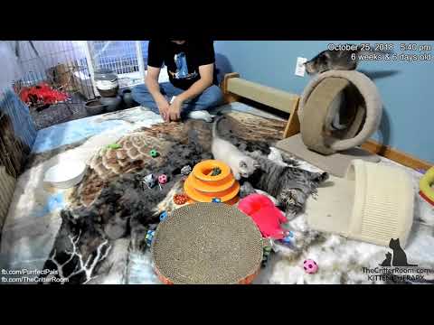 Fantastical Kittens - Adding the Catwalk