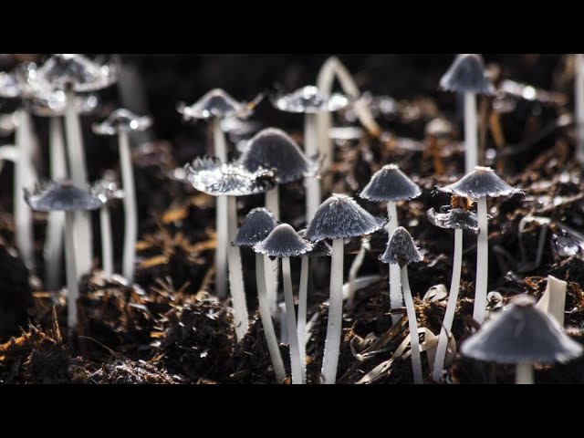 Vídeo relacionado con La magia de los hongos (NATURALEZA)