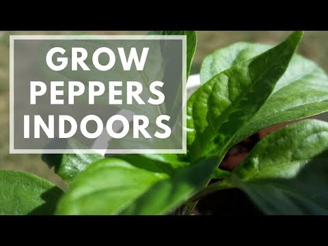 download lagu mp3 mp4 Growing Peppers Indoors, download mp3 Growing Peppers Indoors free download mp3, download mp3 Growing Peppers Indoors