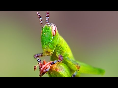 grasshopper of slow jumping | Insects, bugs
