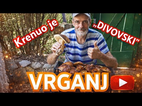 KRENUO JE DIVOVSKI VRGANJ 