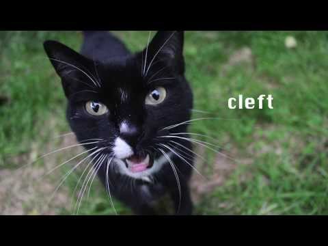 Basil the cat says buy new Cleft t-shirts