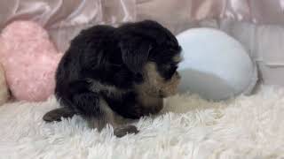 ミニチュアシュナウザーの動画01