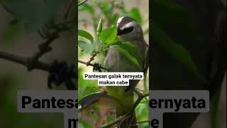 Download lagu Unique facts about the Trucuk bird eating red chilies #shorts #birds mp3