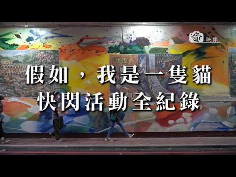 假如我是一隻貓