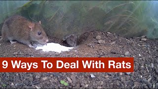 9 Ways To Deal With Rats (warning: lots of footage of rats, living and dead)