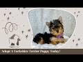 Yorkshire Terrier dogs for sale: Destiny - Video 1