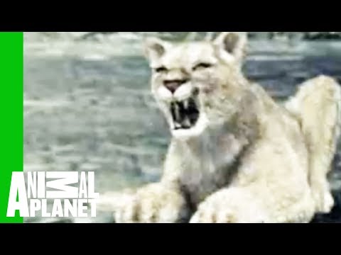 Wolf vs. Cougar | Animal Face-Off
