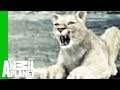 Animal Face-Off: Wolf vs. Cougar 