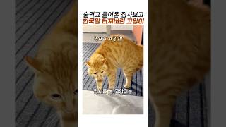 술 먹고 새벽 귀가한 오이갤러를 본 냥이