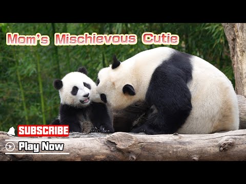 【Panda Billboard】Episode 357 1 Million Ways To Start A Happy Day | iPanda