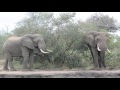 Senalala - 2 elephant bulls tussle