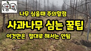 사과 나무심는 방법  나무심을때 주의할점 [사과재배]
