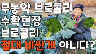 막걸리 브로콜리 수확현장, 절대 비싼게 아니다!? - broccoli