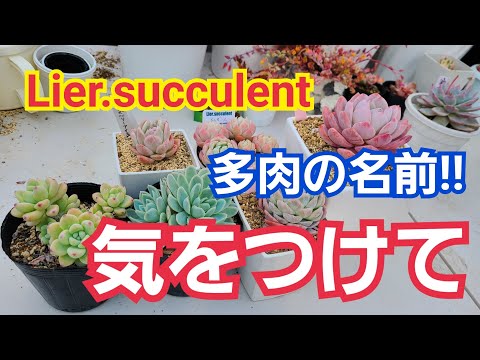 普通のスノープライド 植物
