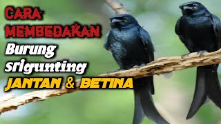 Download lagu KETAHUI BEDA BURUNG SRIGUNTING JANTAN DAN BETINA. mp3 Download lagu KETAHUI BEDA BURUNG SRIGUNTING JANTAN DAN BETINA. mp3