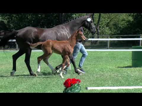 Stf v For Romance I x Dancier x Frappant 2020