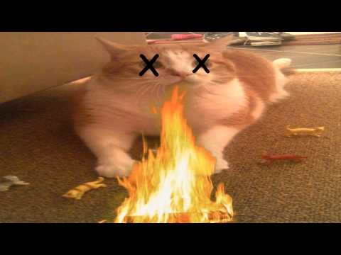 Mango Maniac - Intro