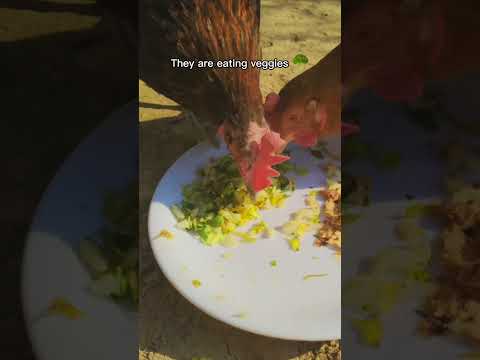 Backyard Chickens - What to Feed chickens - Best Feed for egg laying hens