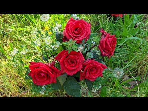 Das Grab von Hildegard Knef - Für mich soll's rote Rosen regnen