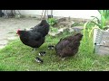 Vild med høns - Skrukhøns, golfbolde og kyllinger