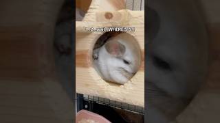 There are 3 chinchillas in this cage… but I can only see 2. #chinchillas